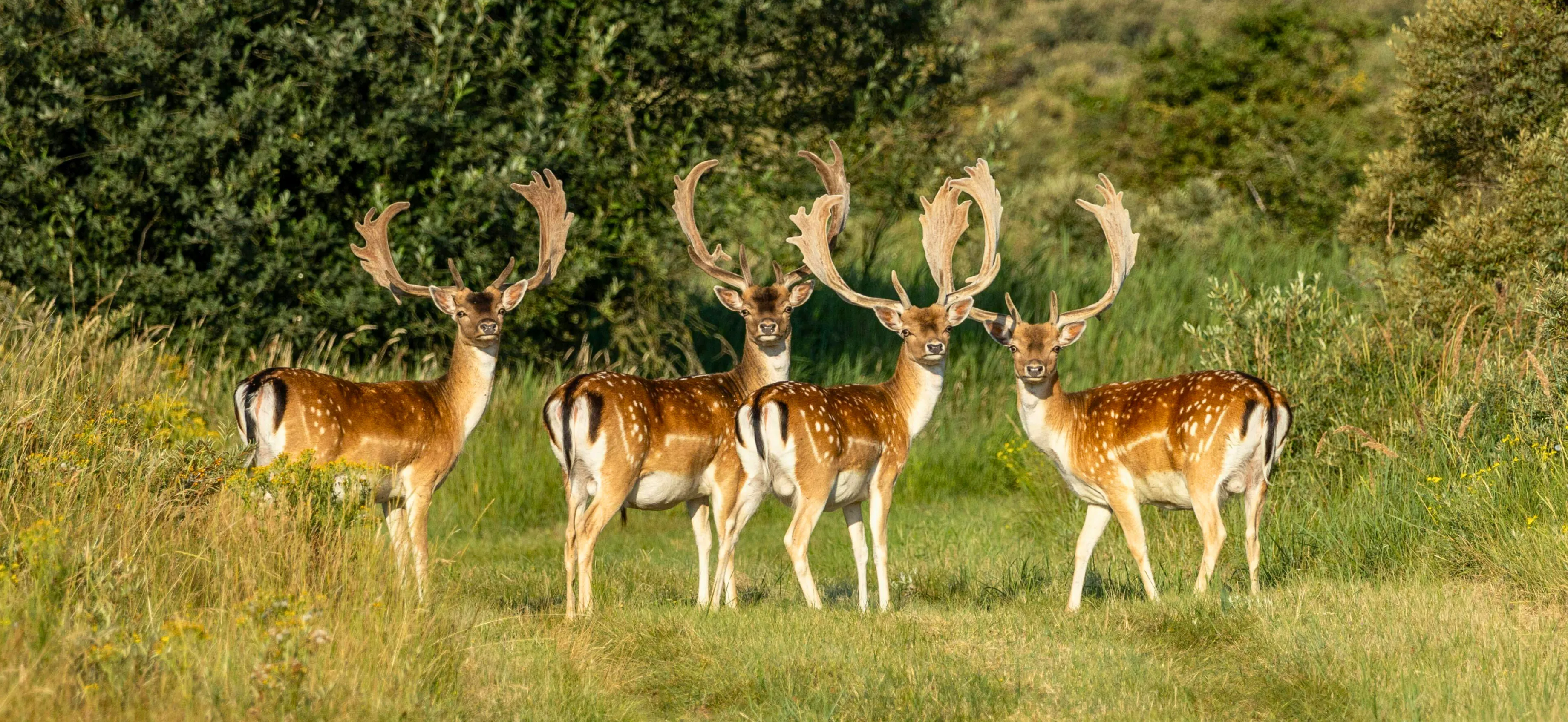 Wildlife And Nature Holidays